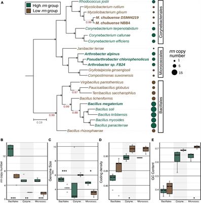 Substrate Utilization and Competitive Interactions Among Soil Bacteria Vary With Life-History Strategies